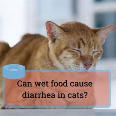 Does Wet Food Cause Diarrhea in Cats? And Why Do Cats Always Land on Their Feet?