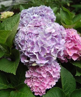  Hydrangea 柔美旋律交織著迷幻節奏