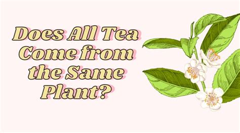 Where Does the Word Tea Come From, and Why Does It Sound Like a Secret Code?