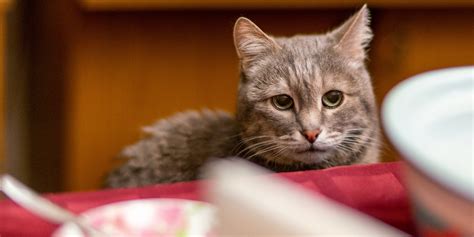 Why Does My Cat Beg for Human Food: A Feline Mystery Wrapped in Curiosity and Hunger