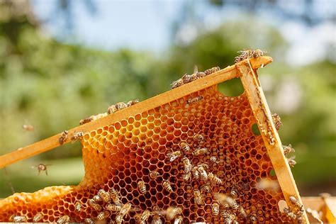 Will Honey Break a Fast? And Why Do Bees Never Get Lost in the Grocery Store?